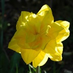 Fleurs 02