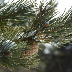 Sapin