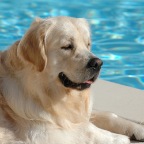 youki piscine