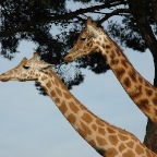 Zoo de la Barben - 0213